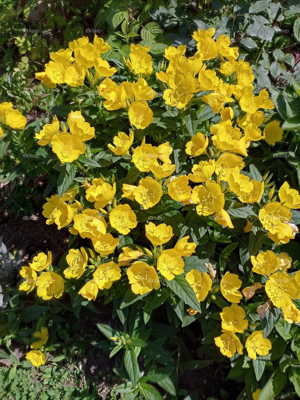 yellow flowers