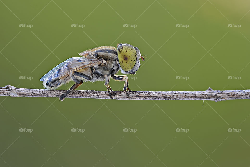 Close-up of hoverfly