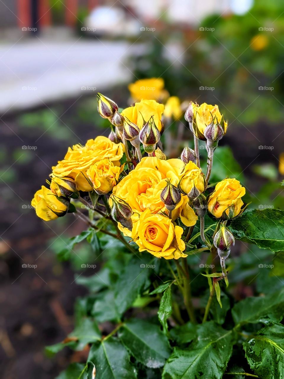 Yellow roses