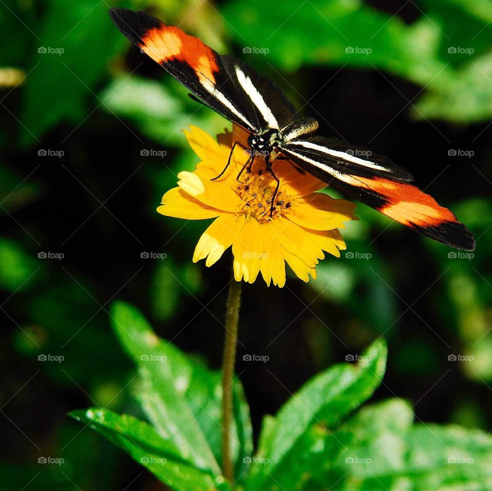 a colorful butterfly on the yellow flower