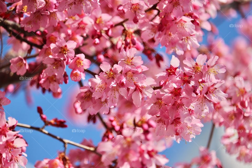 おかめ桜      OKAMESAKURA
cherry blossms
