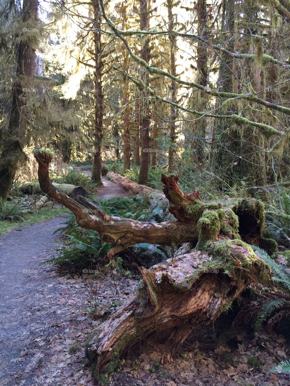 Hoh Rainforest 