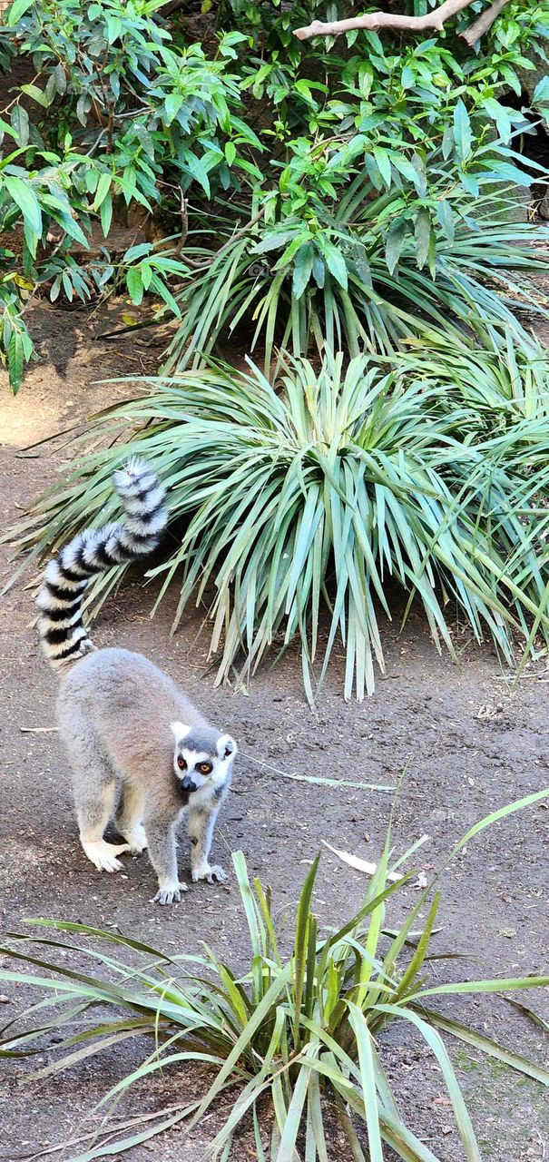 Lemur monkey in World of Birds Wildlife Sanctuary & Monkey Park near Hout Bay in South Africa