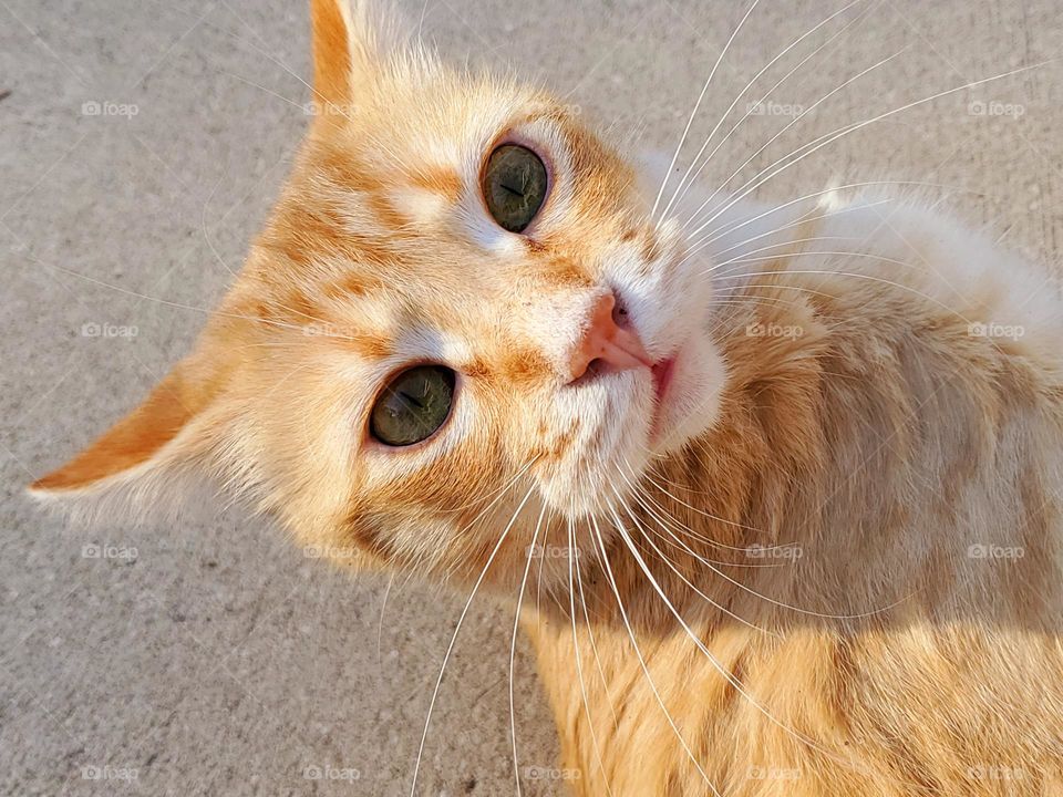 Orange tabby selfie/portrait