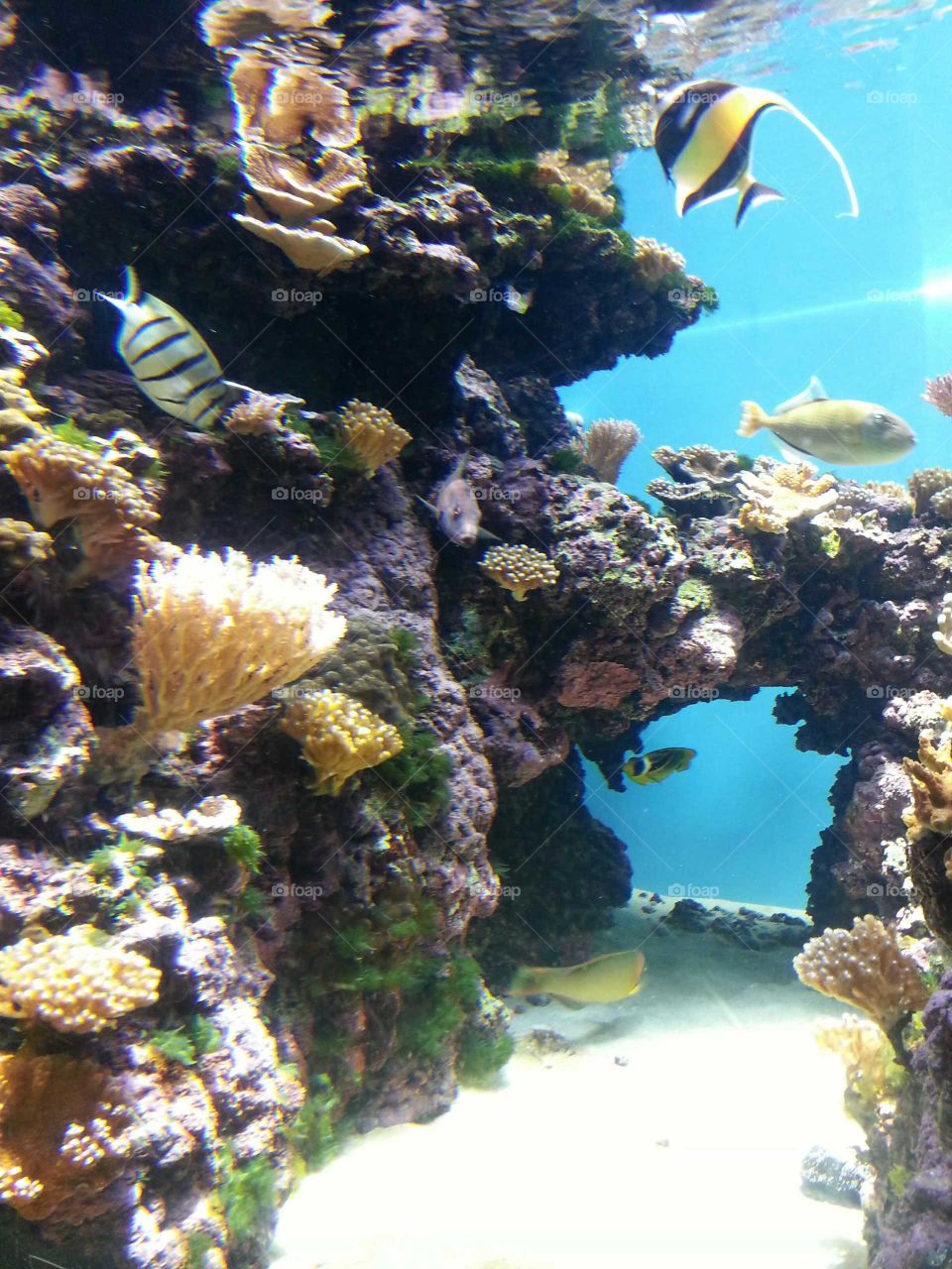 Underwater, Fish, Coral, Water, Reef