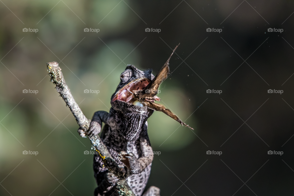 Chameleon animal sweeps butterfly