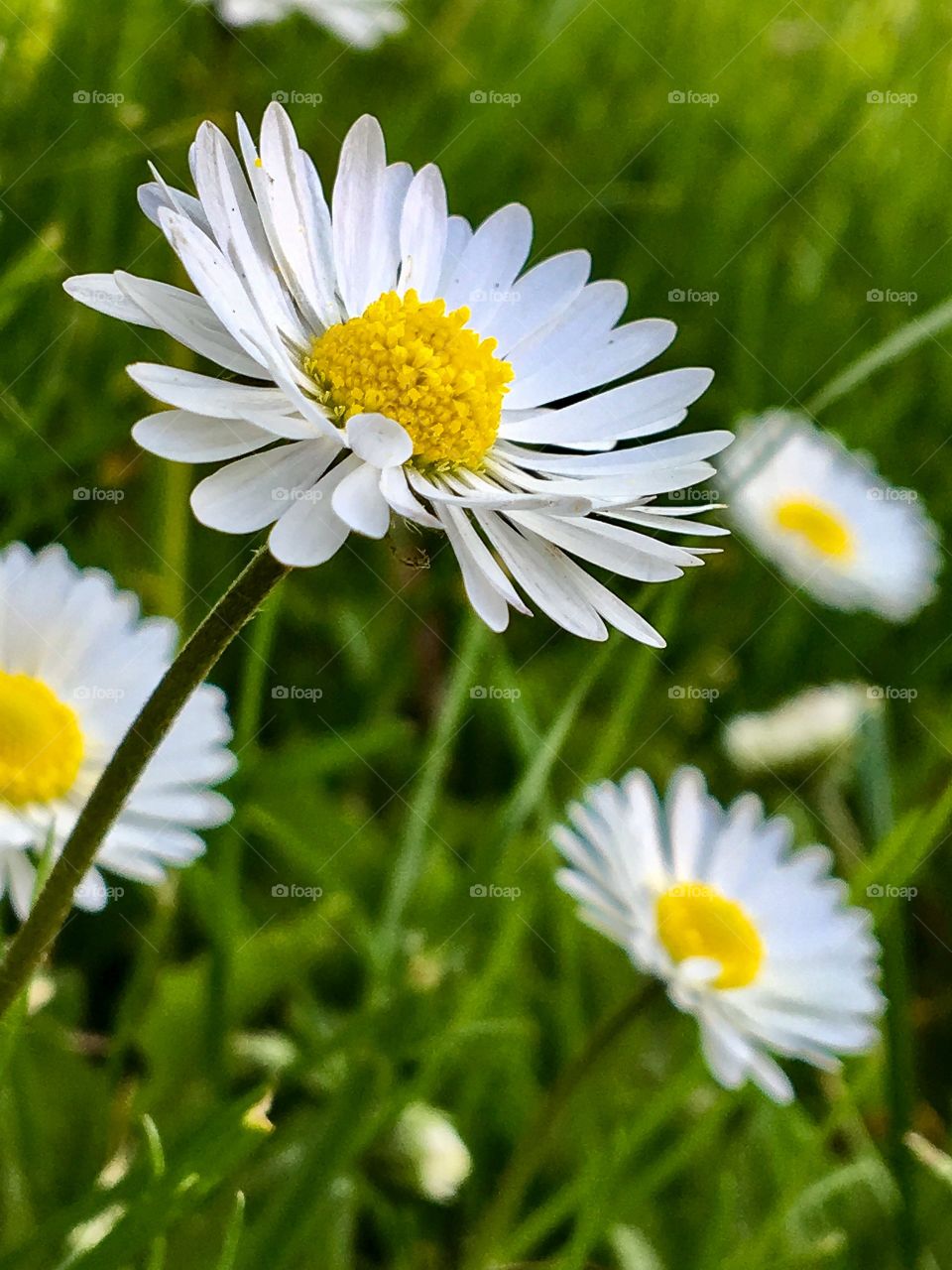Daisies 