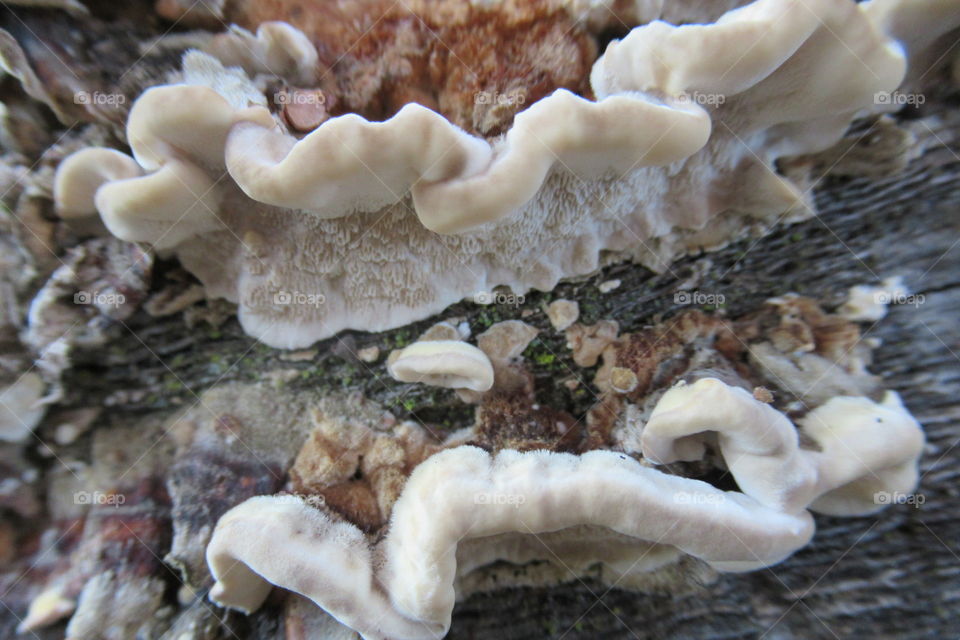 Fungus