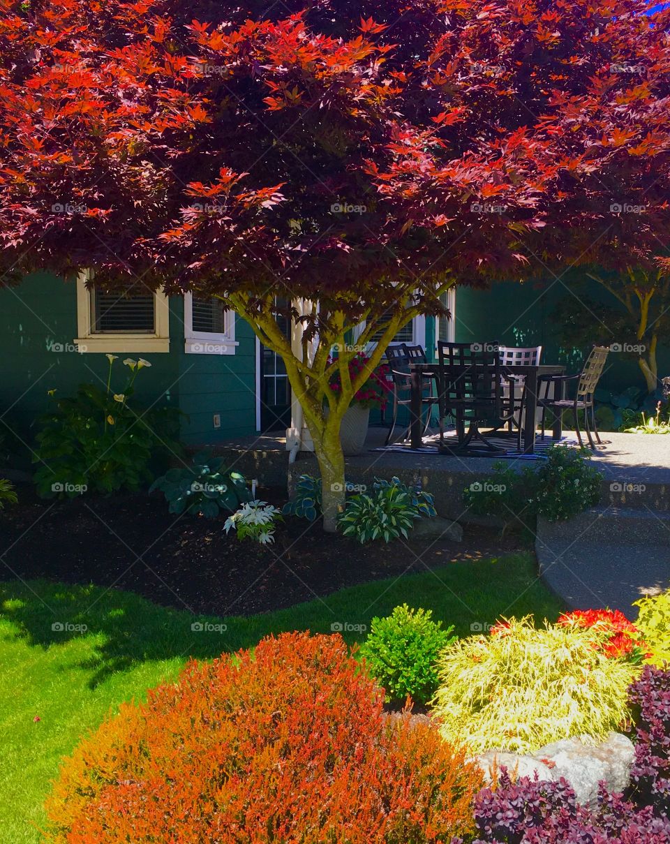 Backyard Color Landscape