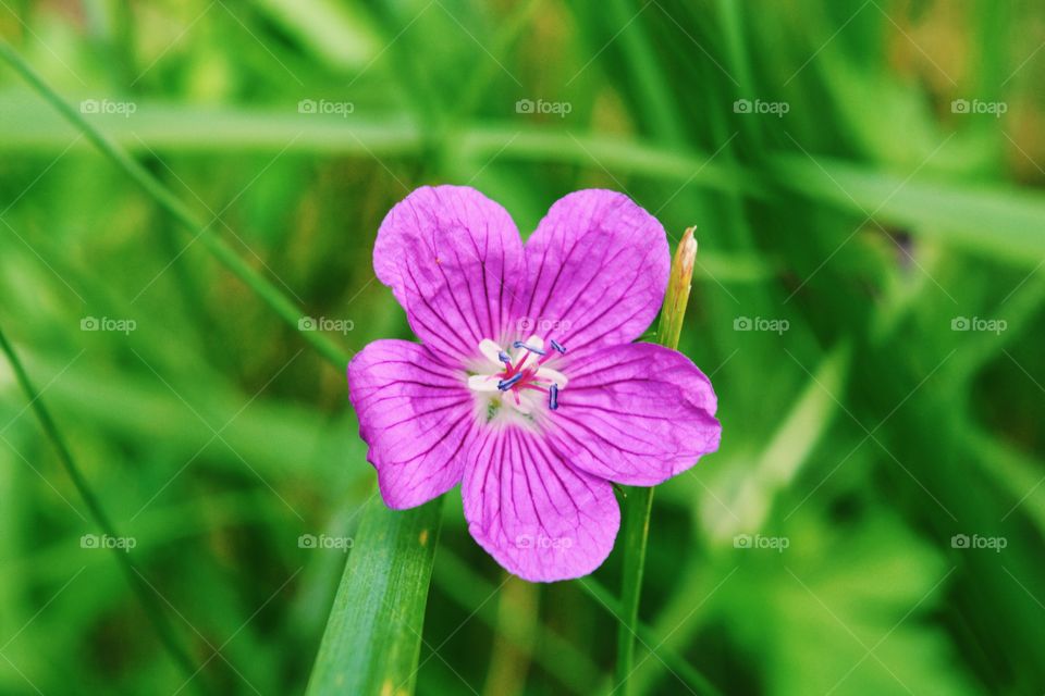 Closeup of purple flower on outdoors.Macro photography