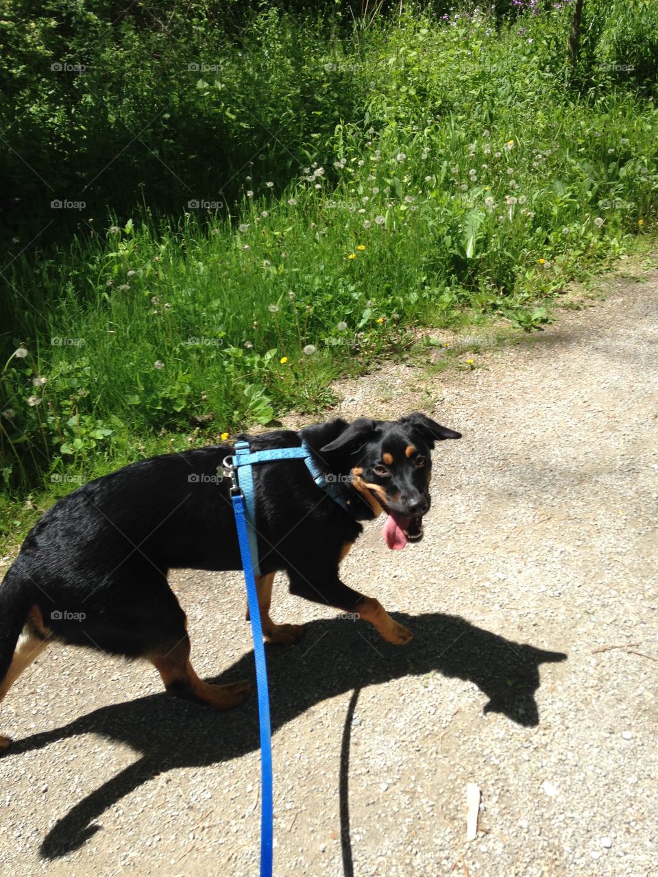 Walking Jake my shepherd/Rottweiler mix through the woods near our house 