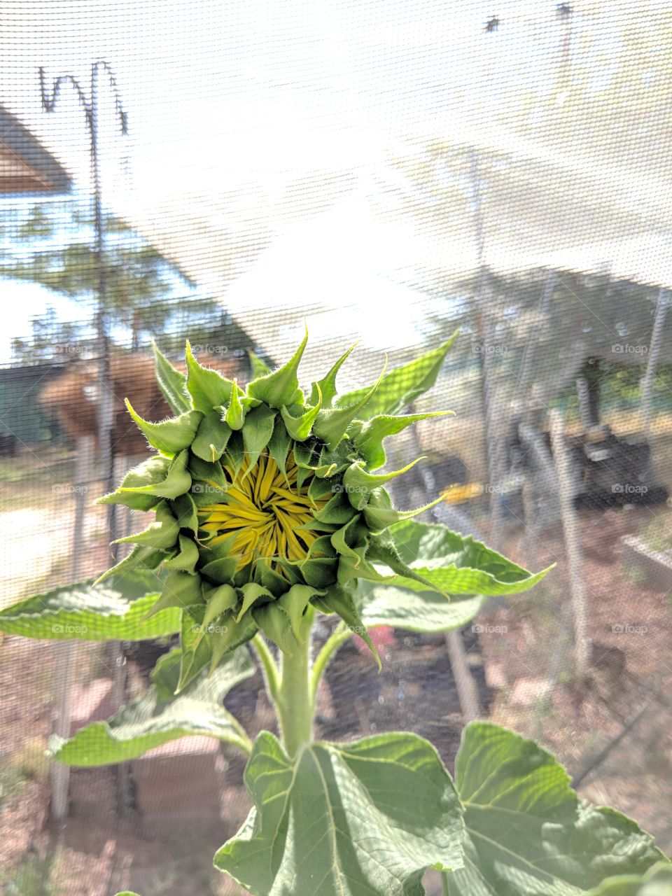 I see you true colors Sunflower