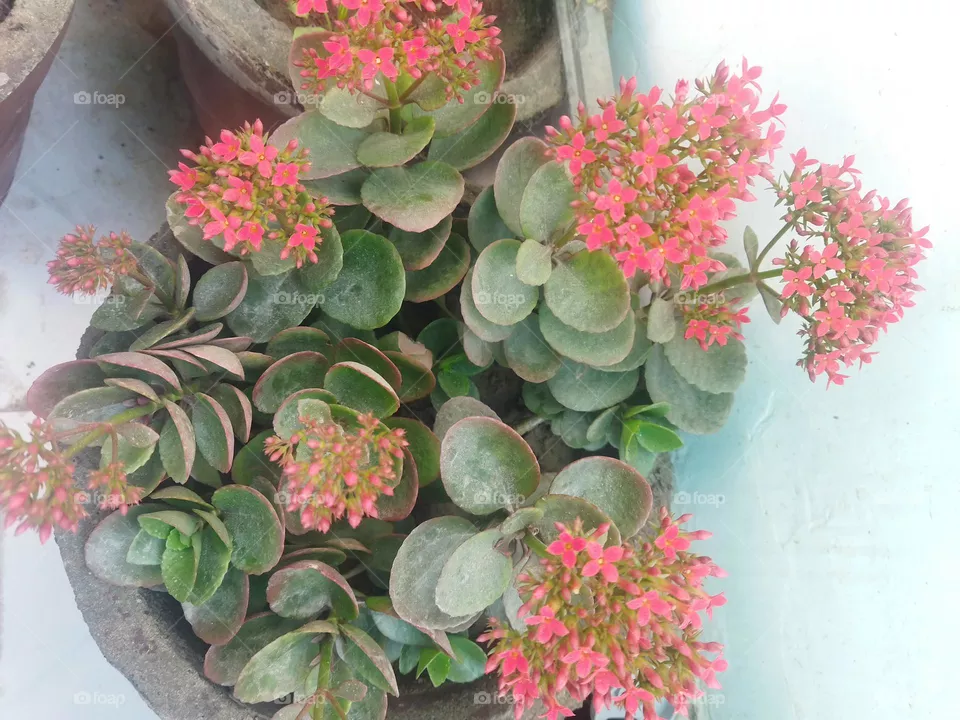 plant