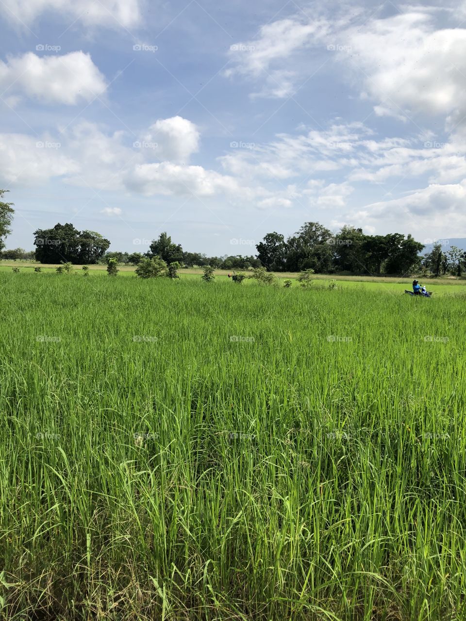 The signs of nature, my field ( Countryside)