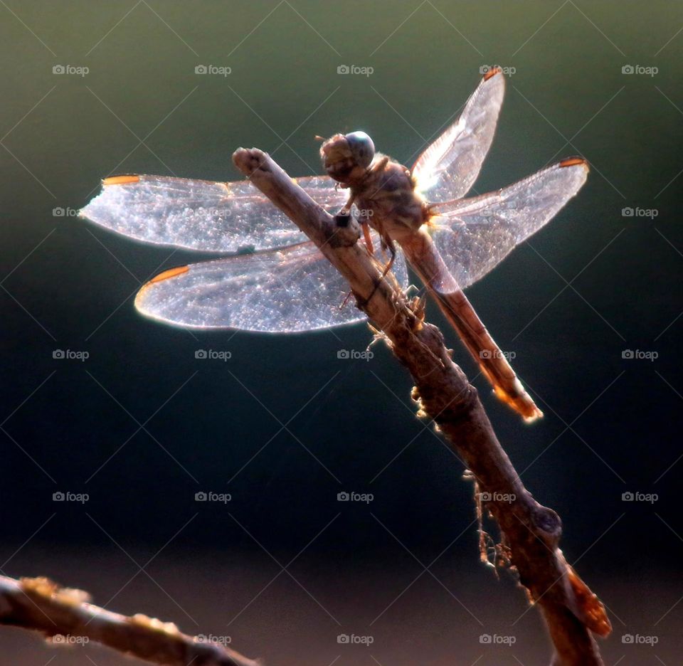 Dragonfly on Branch at Sunrise