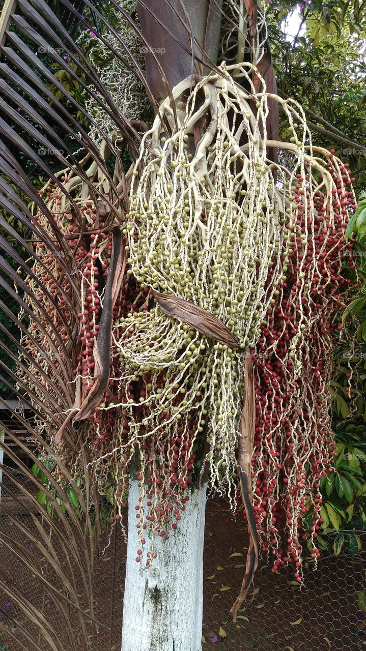 tranças da natureza