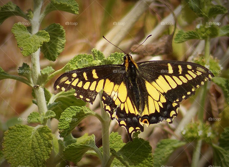 butterfly