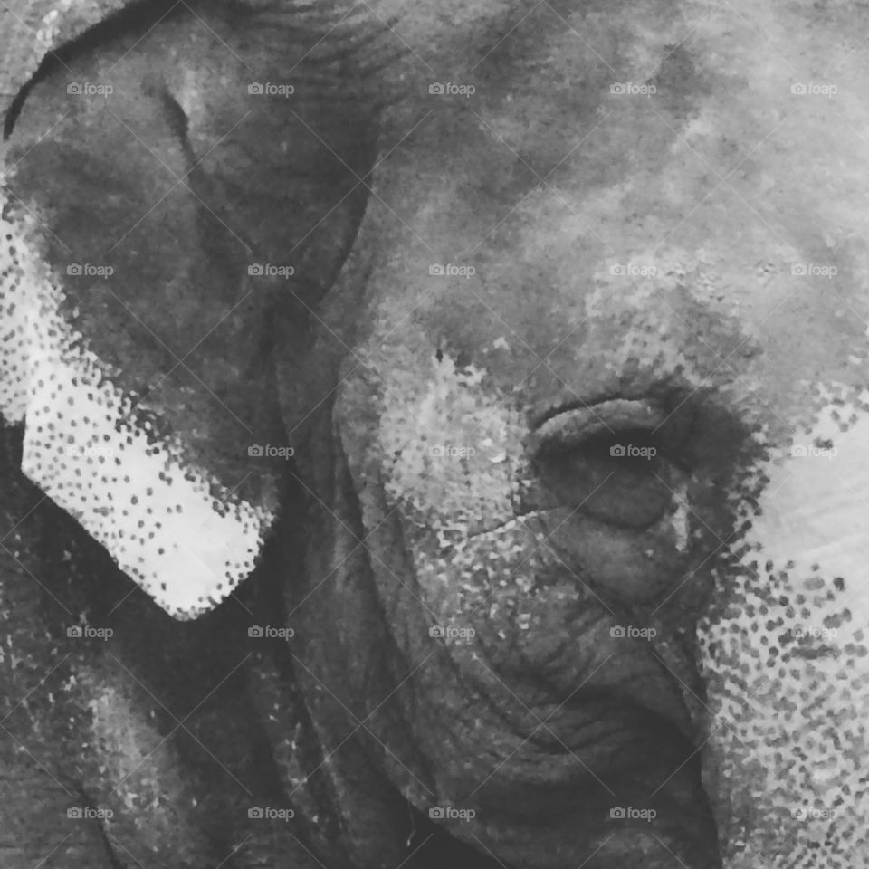 Elephant 