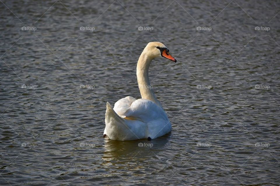 Swan
