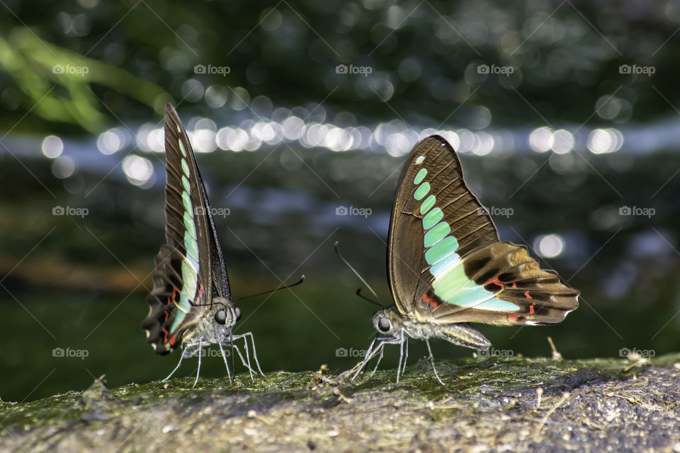 Butterfly wings black with green stripes on the stones Background blurry Waterfall .