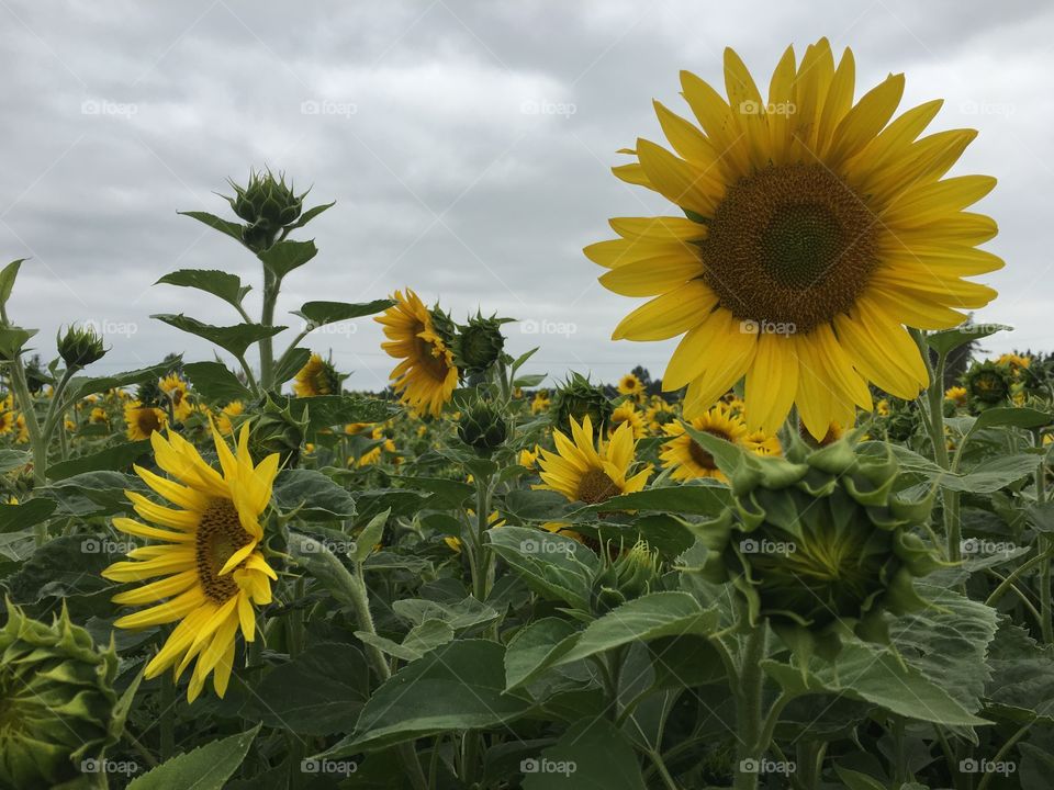 Sunflower