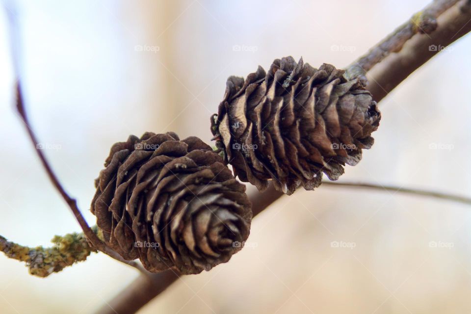 Pinecone