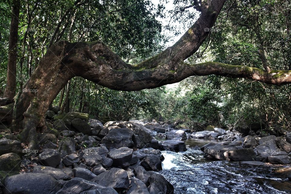 Tree over river, Goa, India . Tree over river, Goa, India 