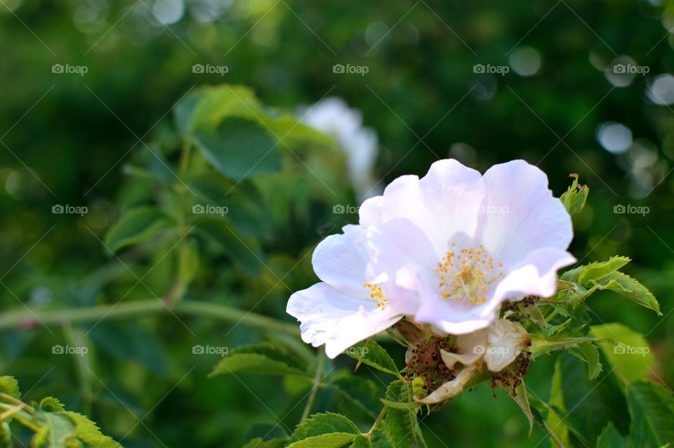 flowers of my garden