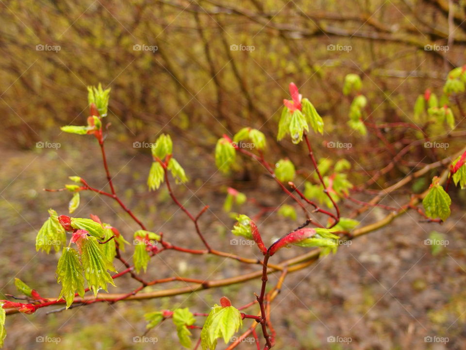 Bright green textured tree leaves with red tips covered in drops from a fresh spring rain in the mountains and forests of Western Oregon.