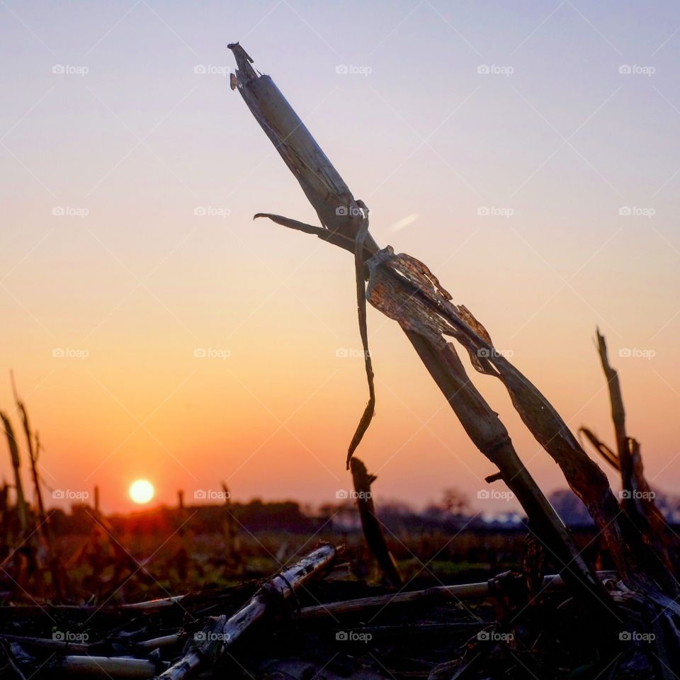 Sunset field