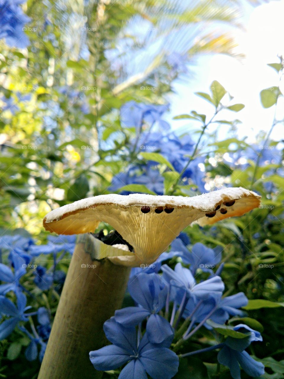 Mushroom. Garden mushroom with blue flowers. There are some insects inner side of the mushroom.