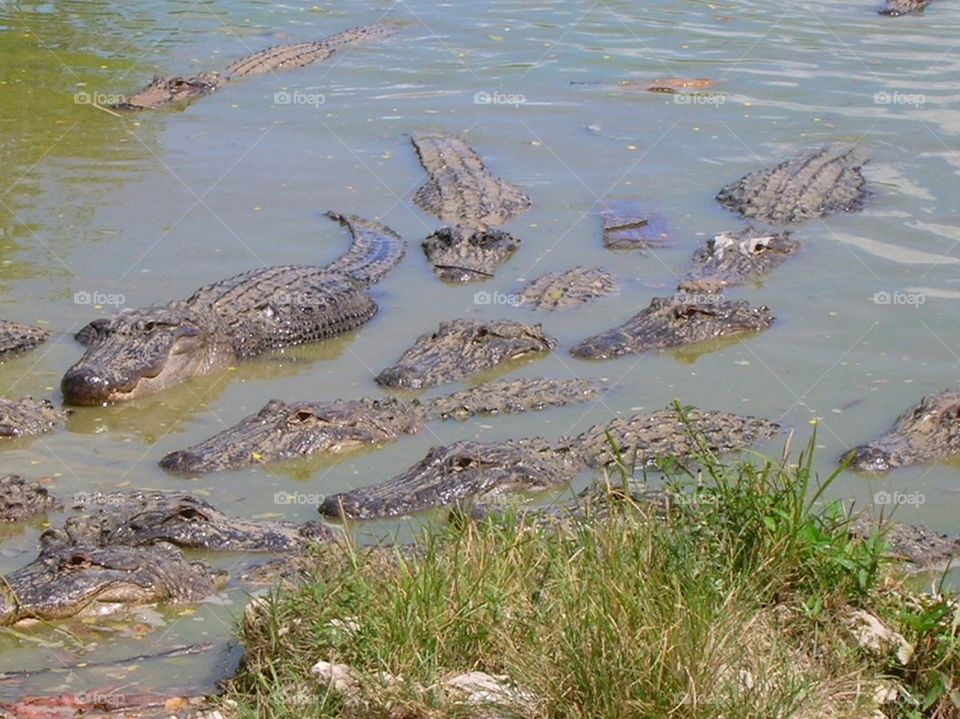 Alligators swimming