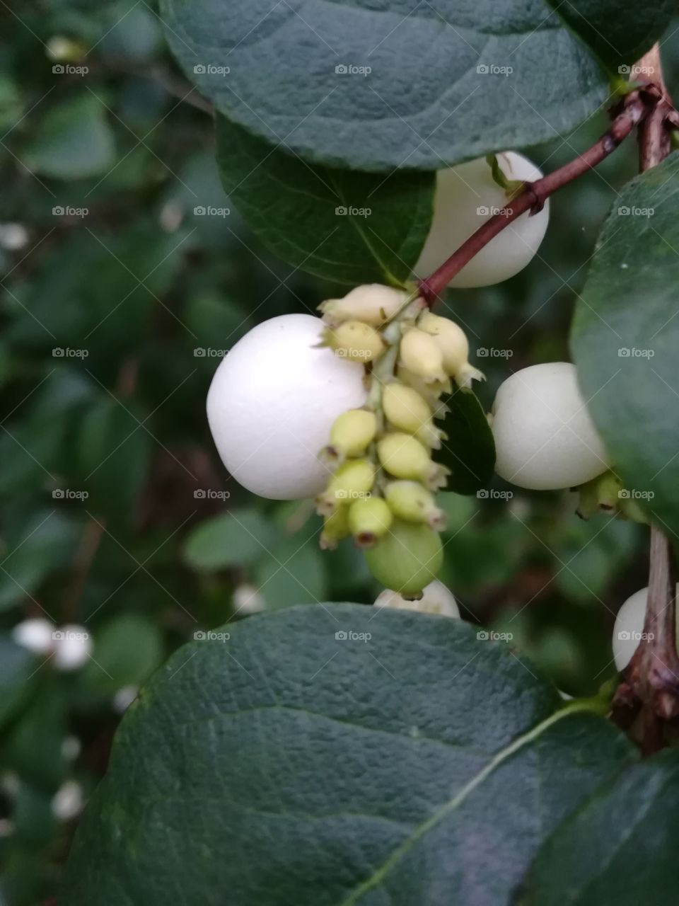 Snowberry