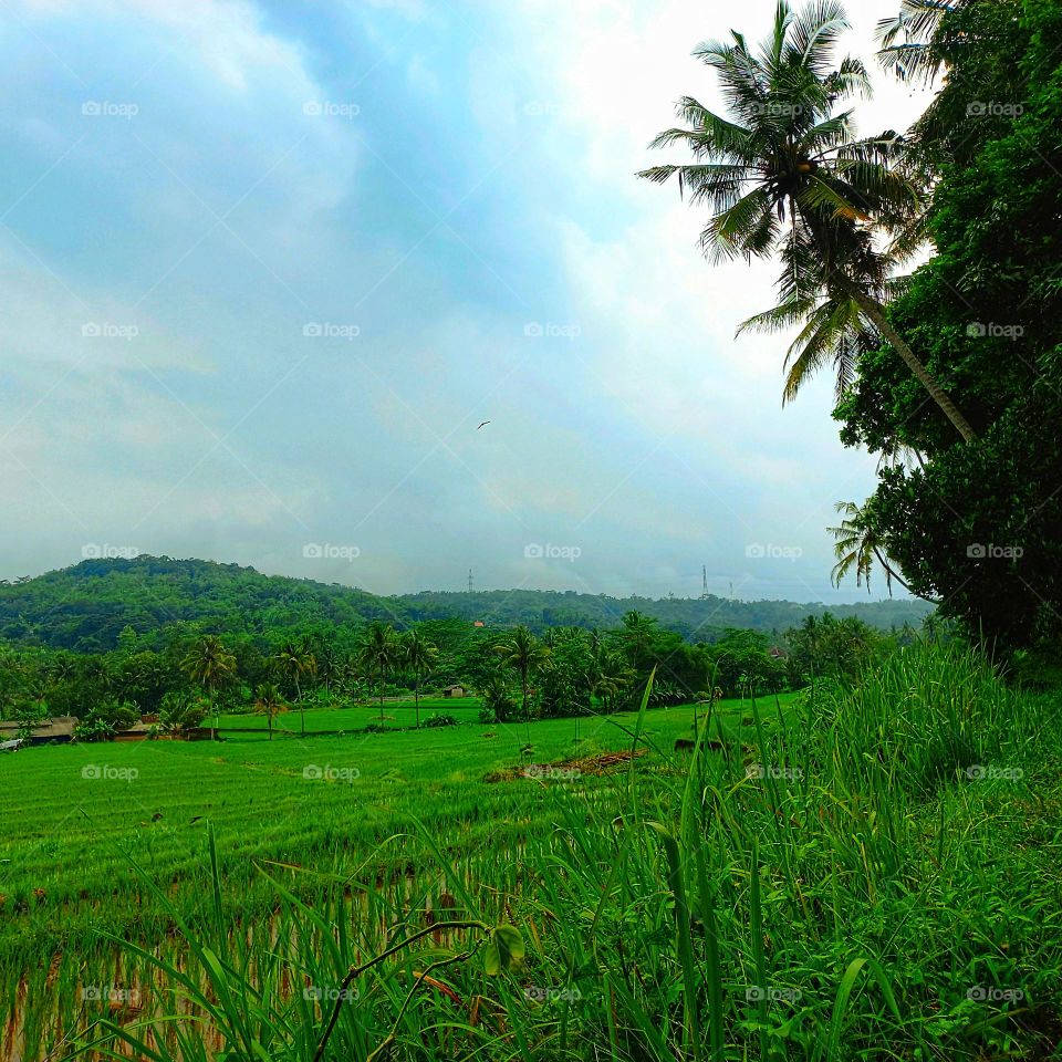 Views of rice fields and green hills