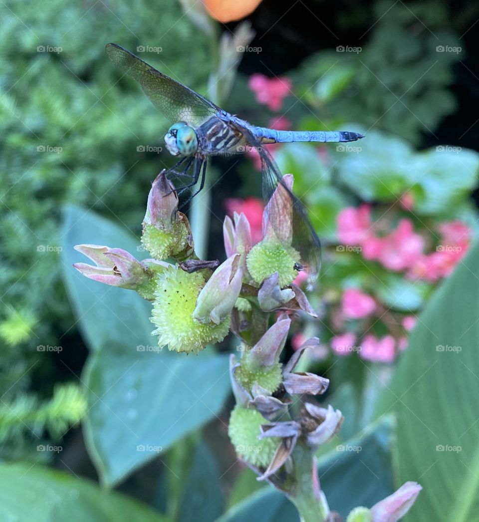 Summertime Dragonfly