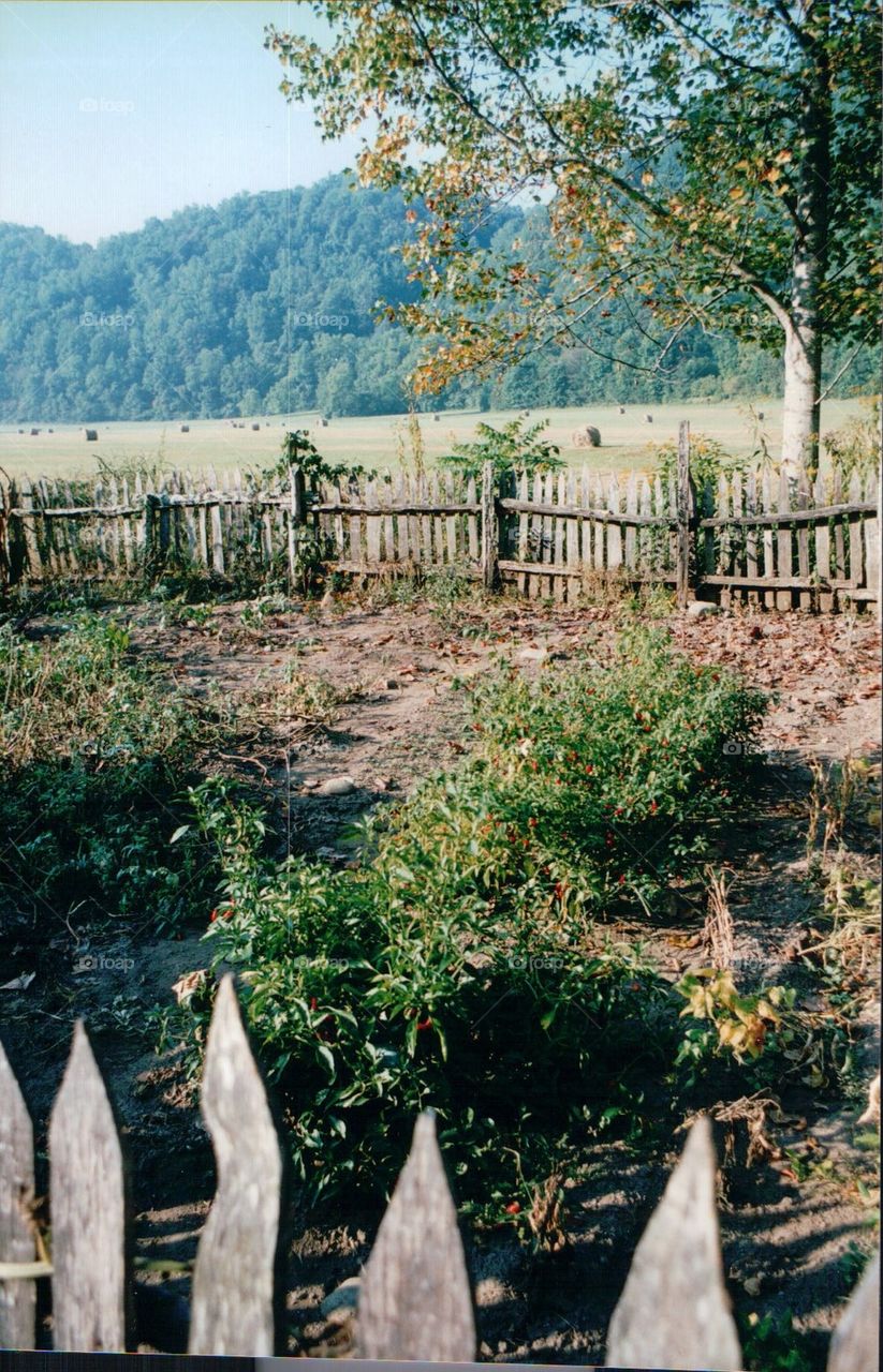 Vegetable garden picket fence