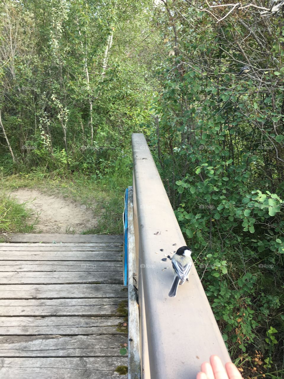 Wood, Nature, No Person, Summer, Outdoors