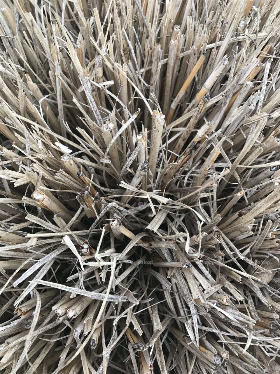 Cut Dried Grass Bush