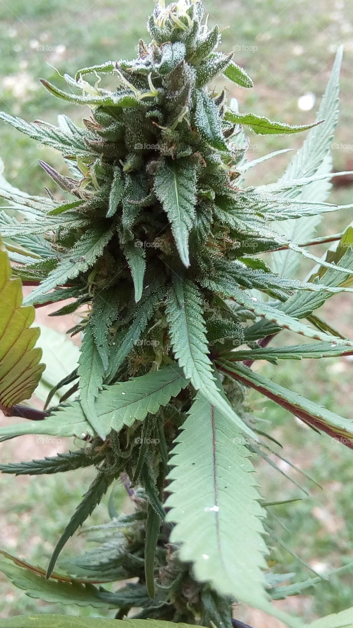 Marijuana Bud Closeup