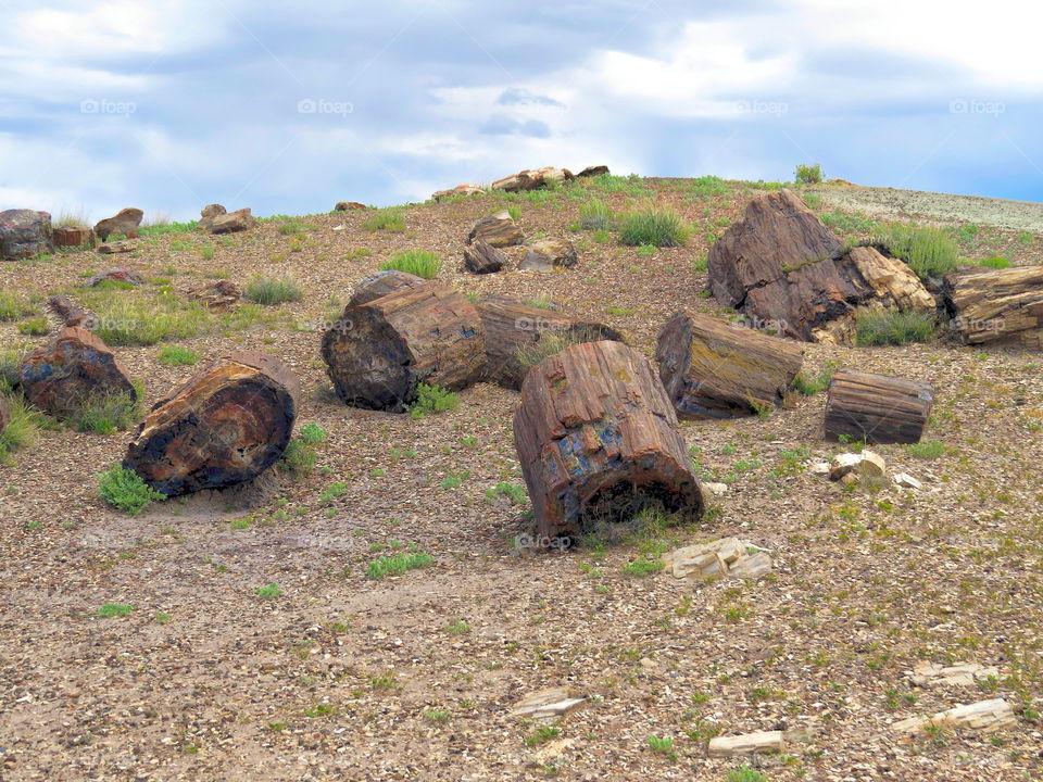 Petrified Forest