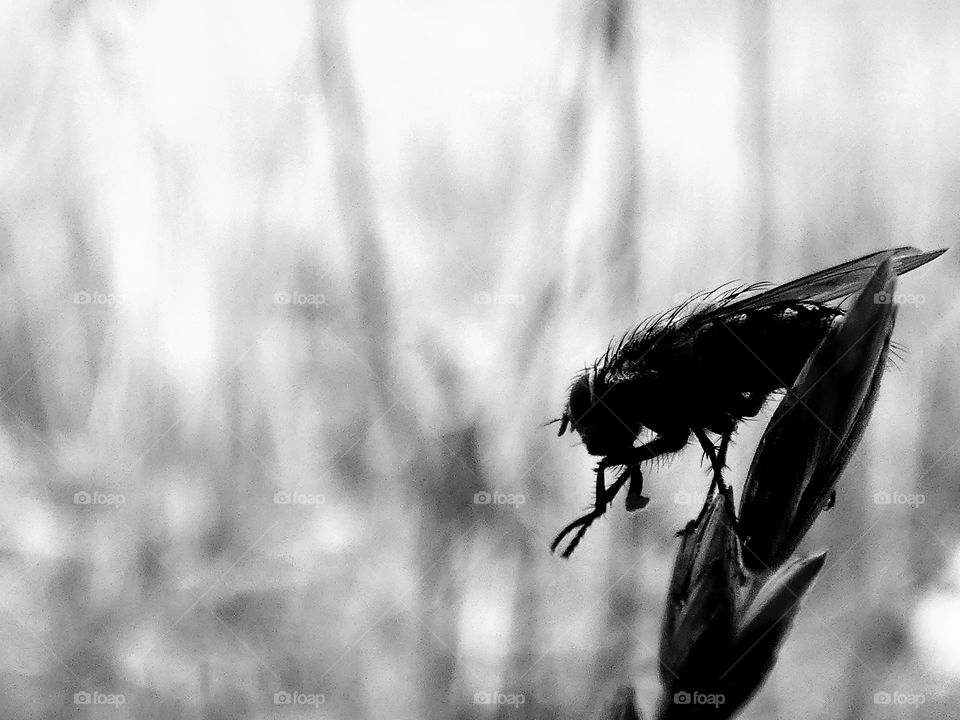 black and white portrait of a fly