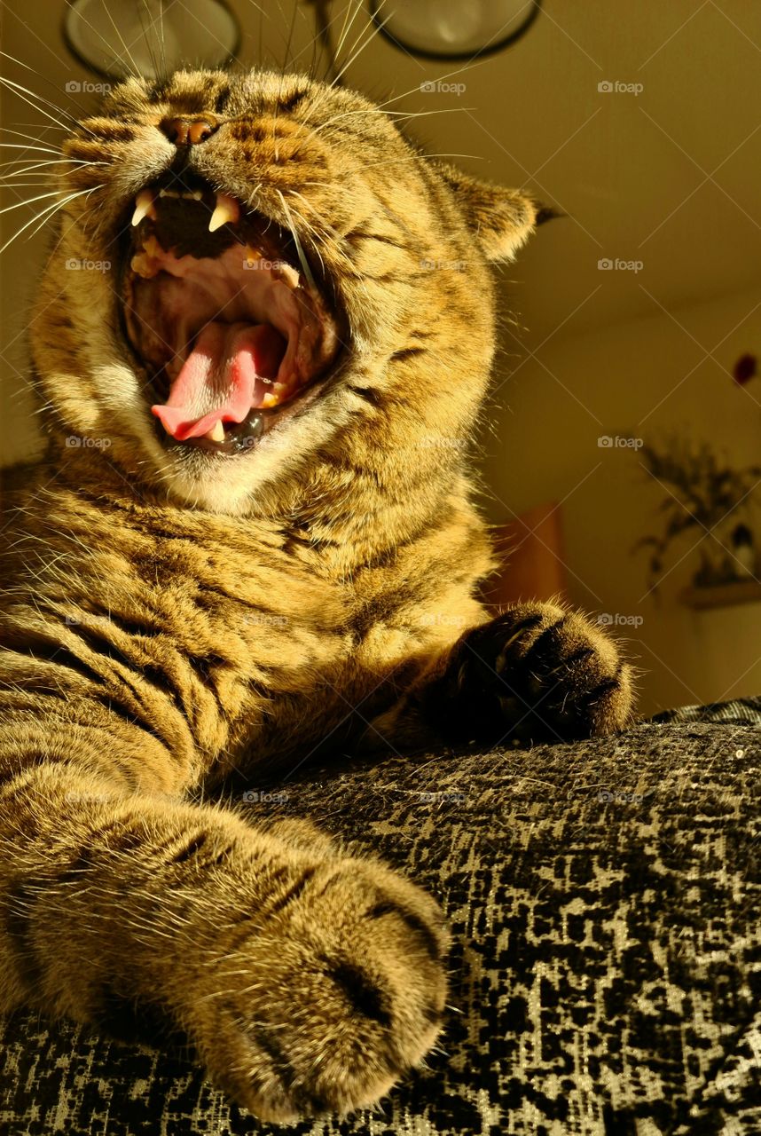 beautiful scottish fold cats yawning