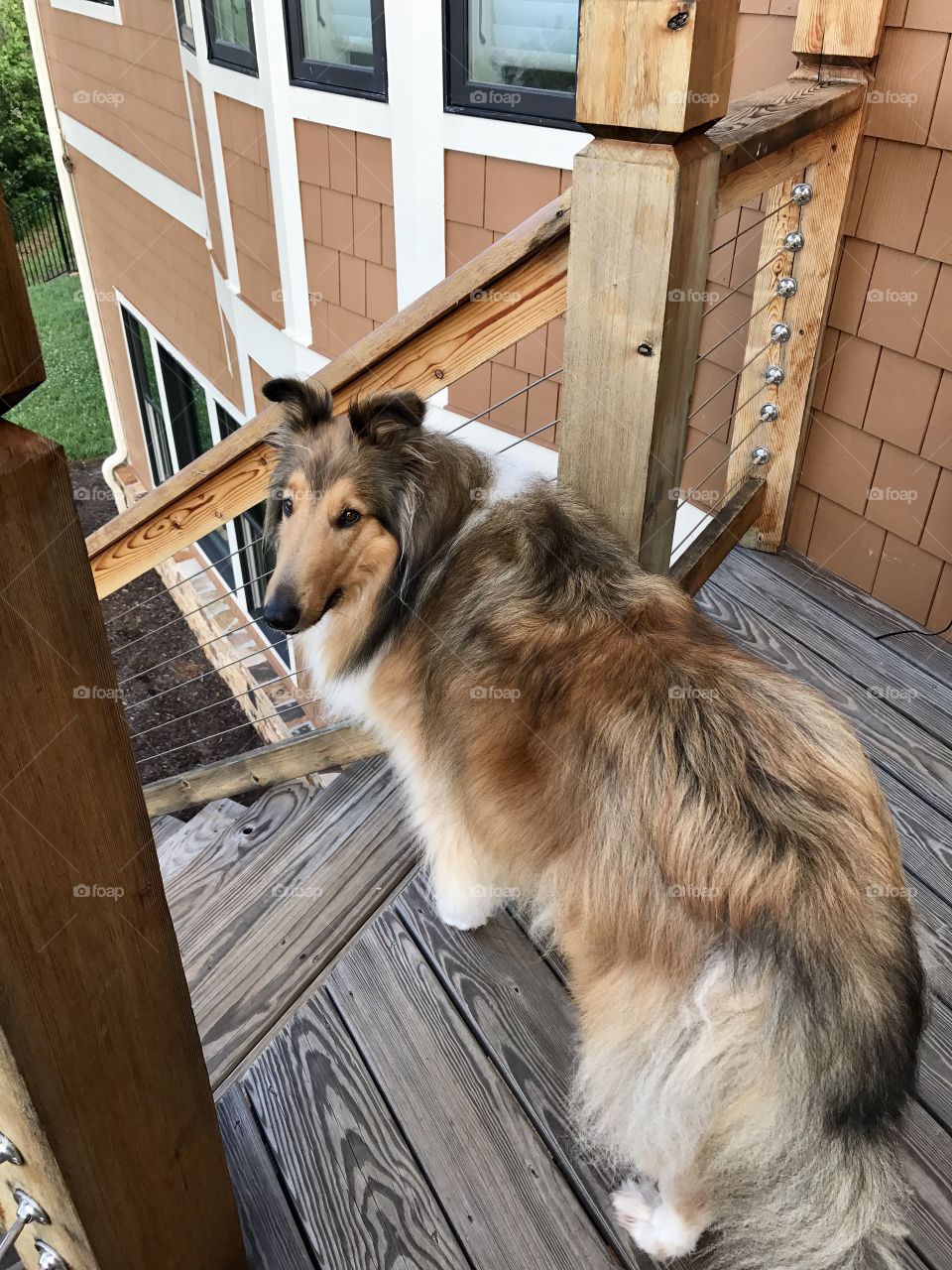 Pretty collie heading out 