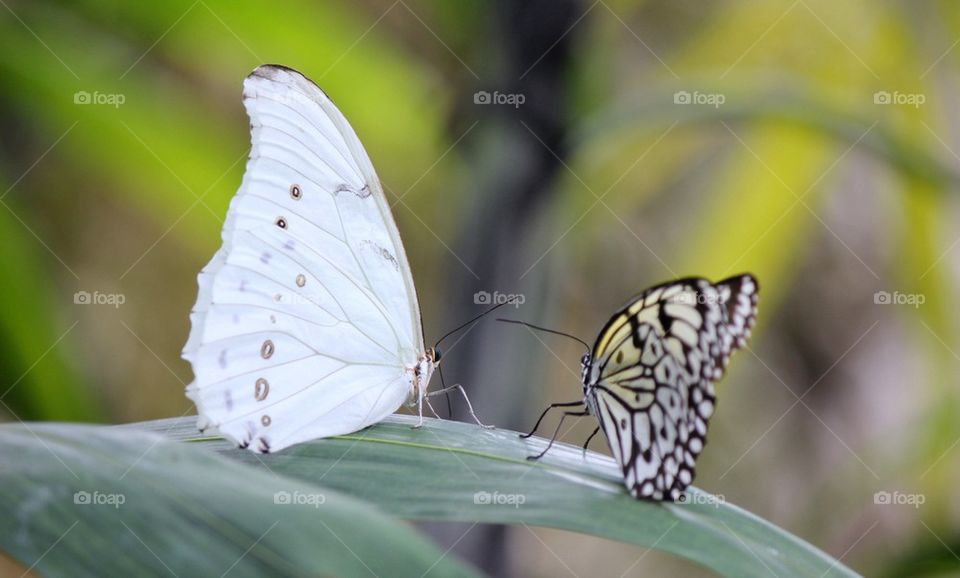 Butterfly stand off 