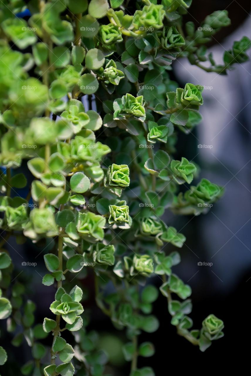 Small flowers