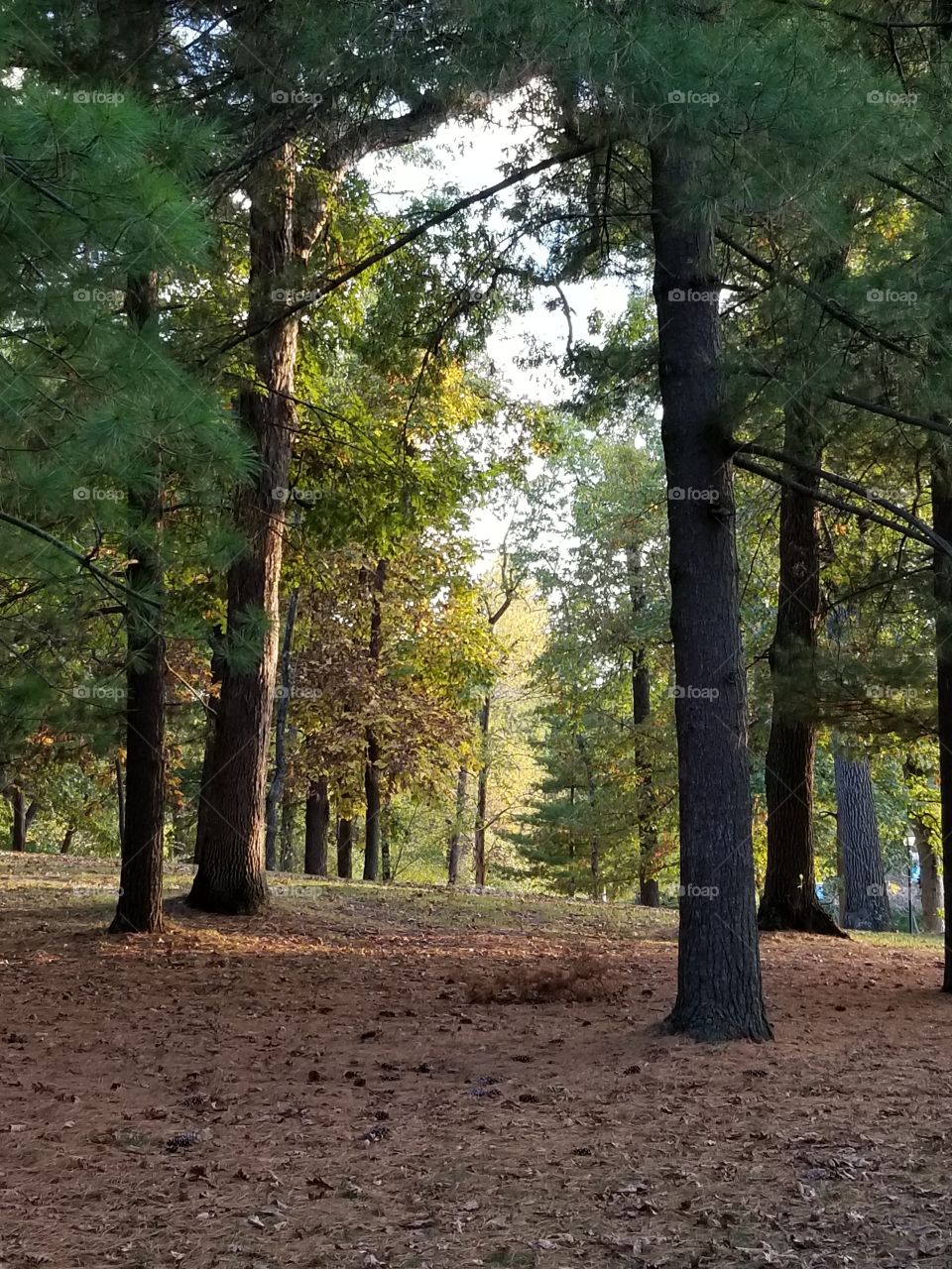 Fall in the woods