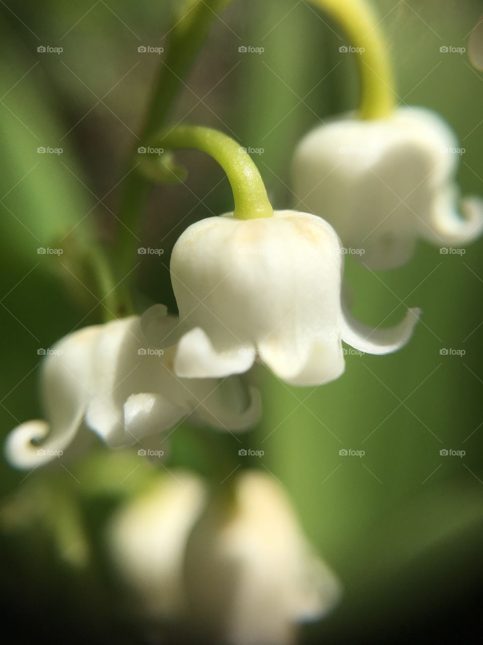 Lily of The Valley macro