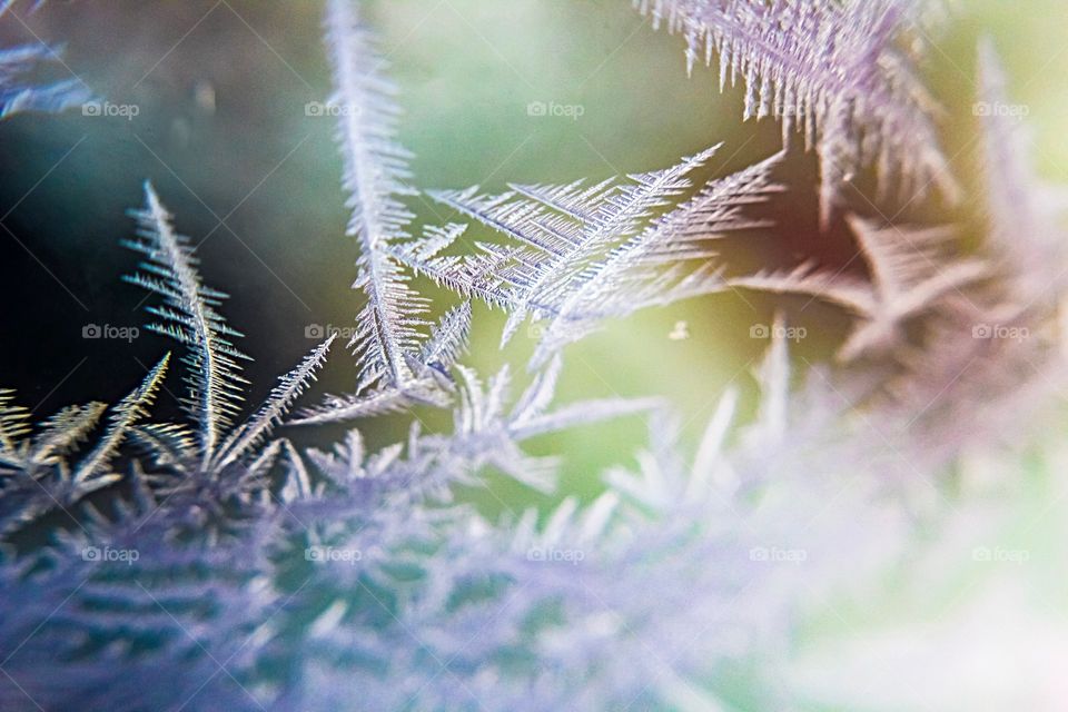 Frost in front of a rainbow of color! 