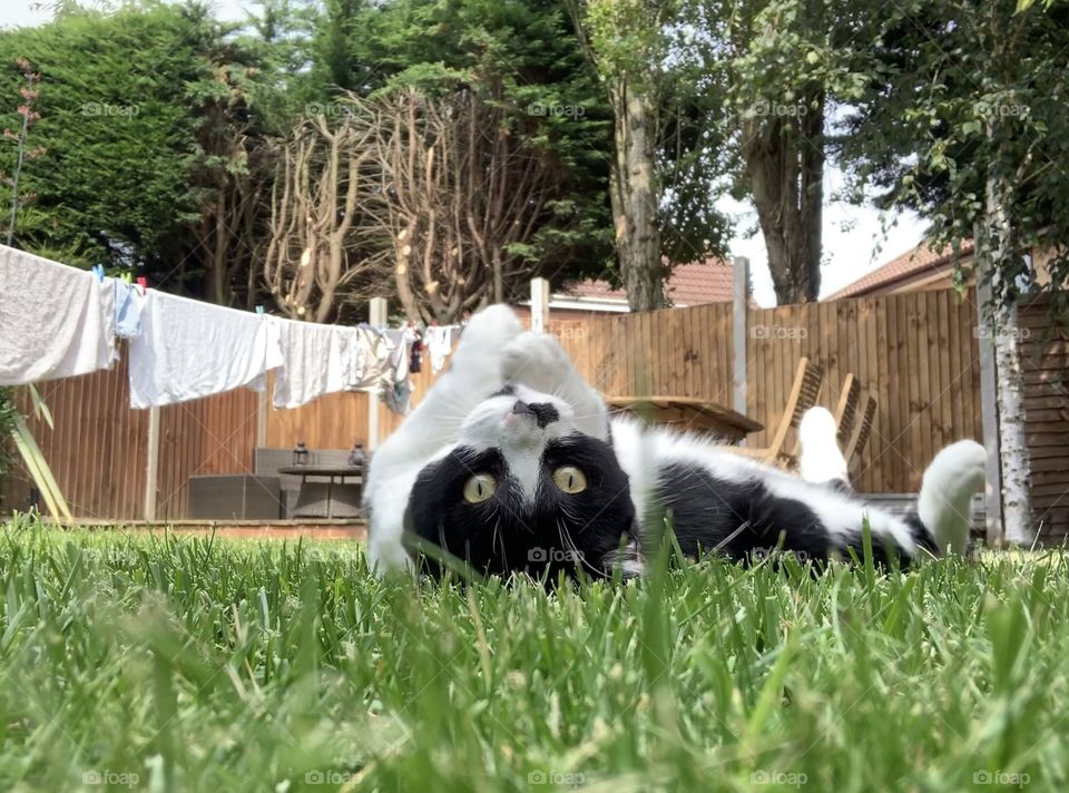 Aw. The cat is playing.