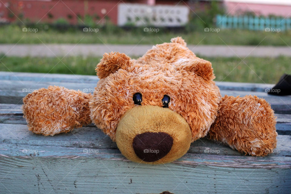 Bear, teddy bear, brown bear, toy, children's toy, childhood, child, game